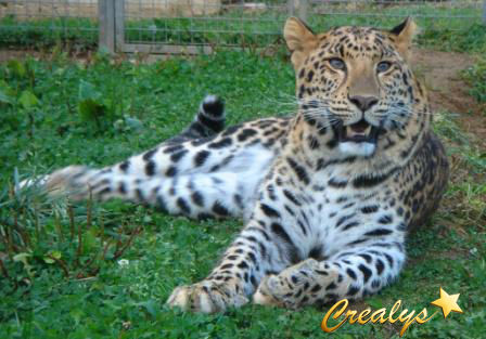 animal léopard à louer
